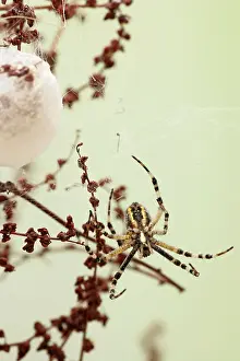 Spiders: Wasp Spider - by cocoon