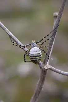 Spiders: Wasp Spider - female near web