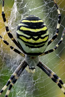 Bruennichi: Wasp Spider - female in web