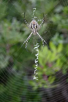 Spiders: Wasp Spider - female on web