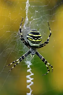 Bruennichi: Wasp Spider - female in web showing zig-zag pattern