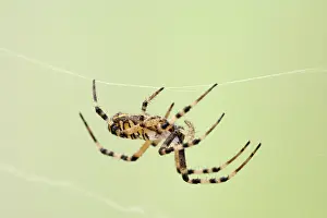 Spiders: Wasp Spider - walking on web