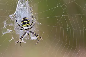 Bruennichi: Wasp Spider - in web
