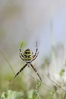 Spiders: Wasp Spider - in web