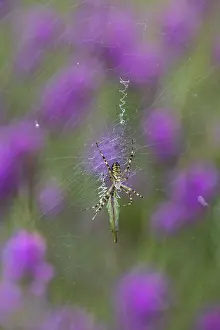Argiope: Wasp Spider - on Web - Cornwall - UK