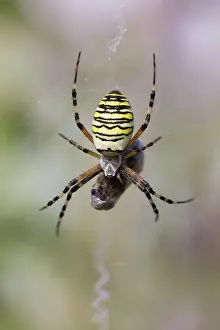 Bruennichi: Wasp Spider - in web with prey