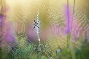 Stripes: Wasp Spider - on Web - UK