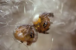 Cocoons: Wasp Spider - young spiders in cocoon's silk