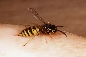 Stinging: WASP - stinging