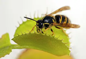 Venus: Wasp (vespinae), in Venus trap, Germany, Europe
