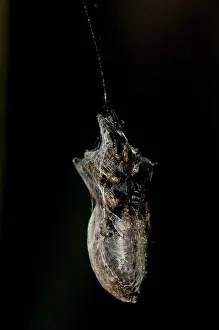 Wrapped: Wasp - wrapped in silk in web