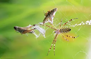 Wrapping: Wasp / Zebra / Tiger SPIDER - female in web, wrapping