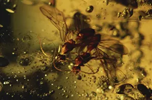 Resin: Wasps in Amber