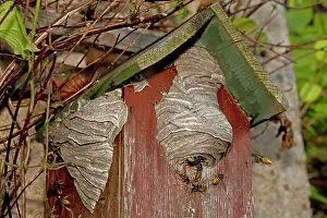 Disused: Wasps - building nest on disused nest box