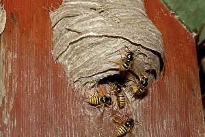 Disused: Wasps building nest in disused nesting box