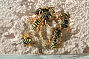 Built: Wasps building their nests