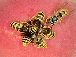 Peaches: Wasps - Cluster feeding on peach