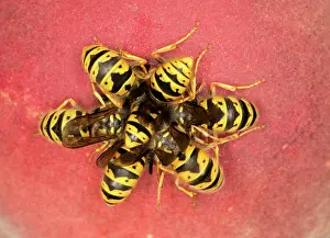 Peaches: Wasps - Cluster feeding on peach