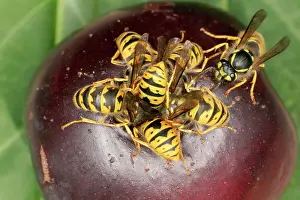 Plums: Wasps - Cluster feeding on plum