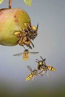 Wasps: Wasps - mostly Common Wasp - fighting around a greengage