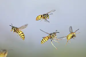 Wasps: Wasps - Common Wasps in flight