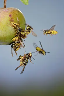 Wasps: Wasps - Common Wasps & Median Wasp ( Dolichovespula