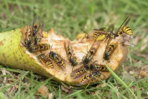 Wasps: Wasps eating windfall pear