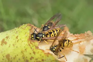 Wasps: Wasps eating windfall pear