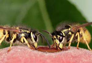 Peaches: WASPS - feeding on peach