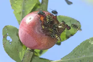 Wasps: Wasps and Flies