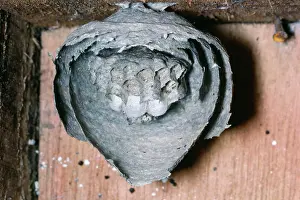 Dissected: Wasps Nest - Dissected