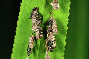 Screw: Wasps with nest on screw palm