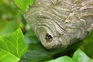 Vespidae: Wasp's nest - with Wasp