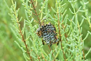 Apocrita: Wasps (Polistes chinensis antennalis) on a nest