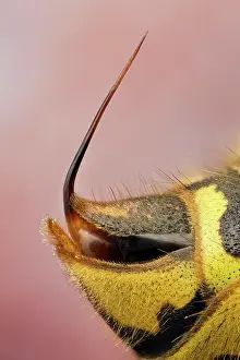 Apocrita: Wasps usually cause fearto most people, but they