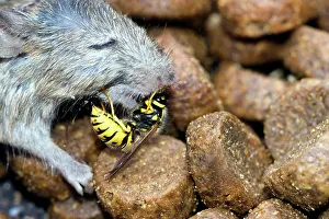 Pieces: A Wasps (Vespinae) bites pieces of flesh from a