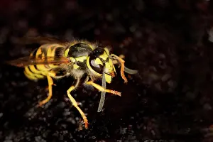Wasps: Wasps (Vespinae) eats plum jam, Berlin, Germany, Europe