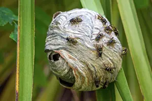 Wasps: Wasps (Vespinae) sitting on wasp nest, Baden-Wurttemberg