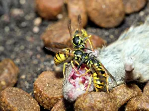Apocrita: Three Wasps (Vespinae) are snacking on a House mouse