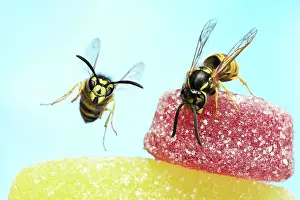 Wasps: Wasps (Vespula vulgaris) on sweets, Germany, Europe