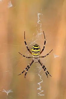 Argiope: Waspspider (Argiope bruennichi) in web, the Net