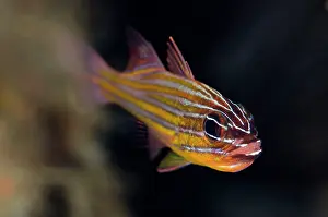 Makawide: Wassinki Cardinalfish - with eggs in mouth