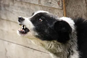 Barking: Watchdog Apuseni Mountains Romania