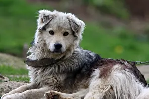 Rumania: Watchdog in a mountain farm Apuseni Mountains Romania