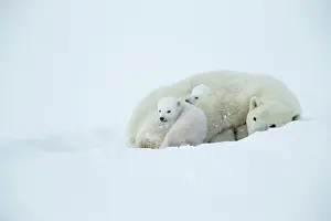 030621: Watchee, Churchill, Manitoba, Canada