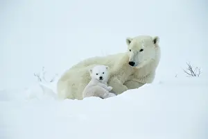 030621: Watchee, Churchill, Manitoba, Canada