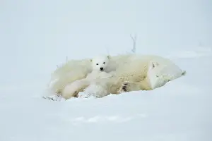 030621: Watchee, Churchill, Manitoba, Canada