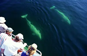 Beluga: Watching Belugas