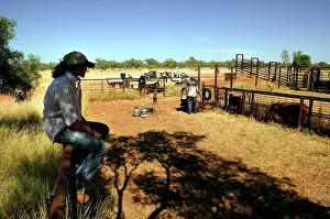 60km: Watching calf branding during muster.Bushy Park