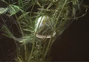 Bell: Water / Aquatic spider - in bell chamber